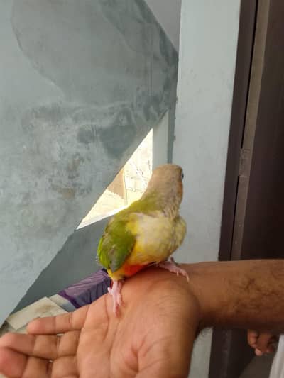 conure chick