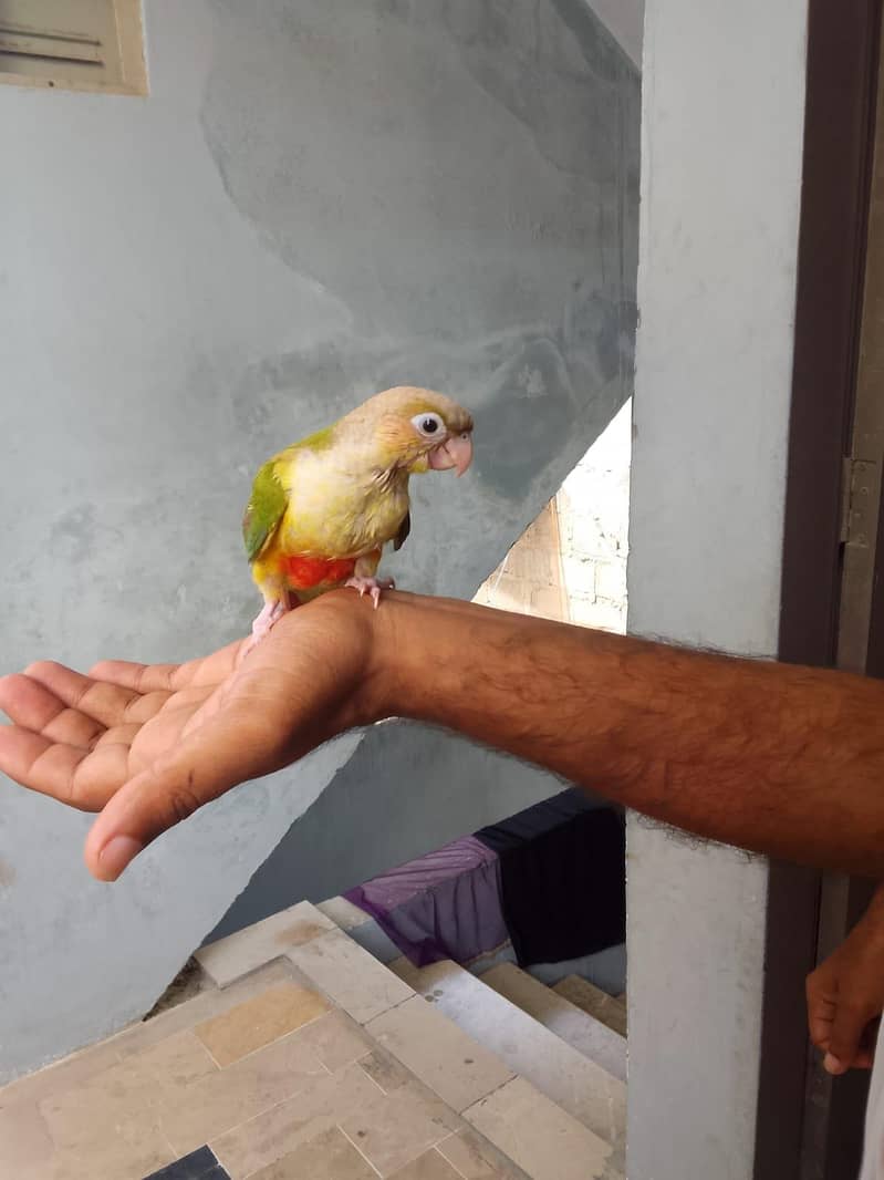 conure chick 1