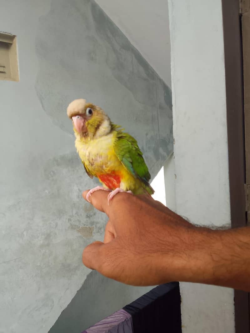 conure chick 2