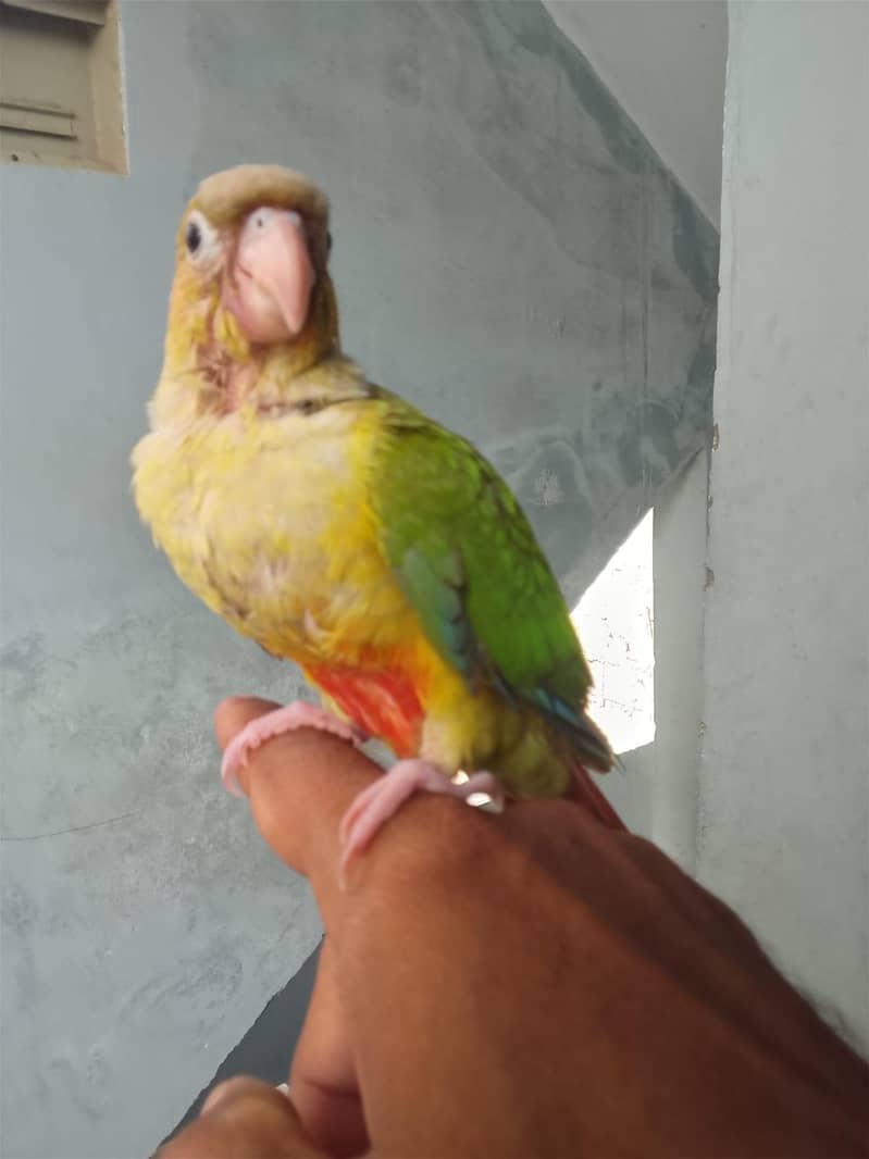 conure chick 3