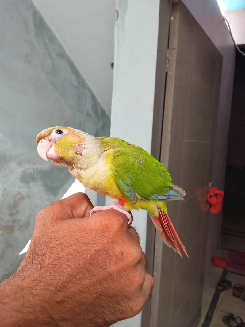 conure chick 4