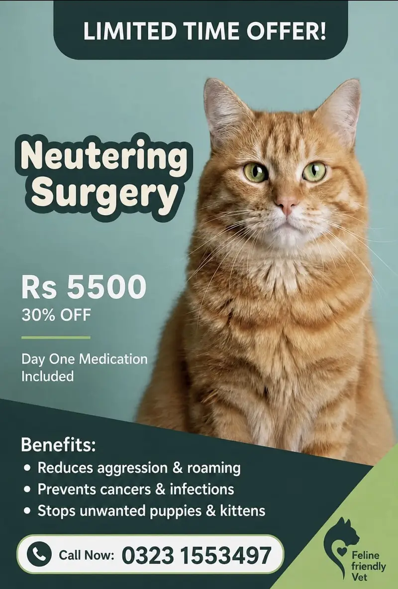 Cat Neutering in Lahore