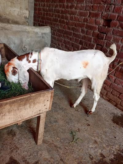 Rajan pori croos bakra for sale