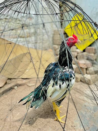 Chena patha for sale