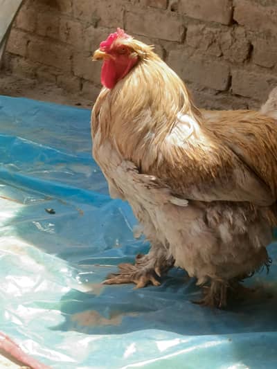 heavy buff breeder pair for sale