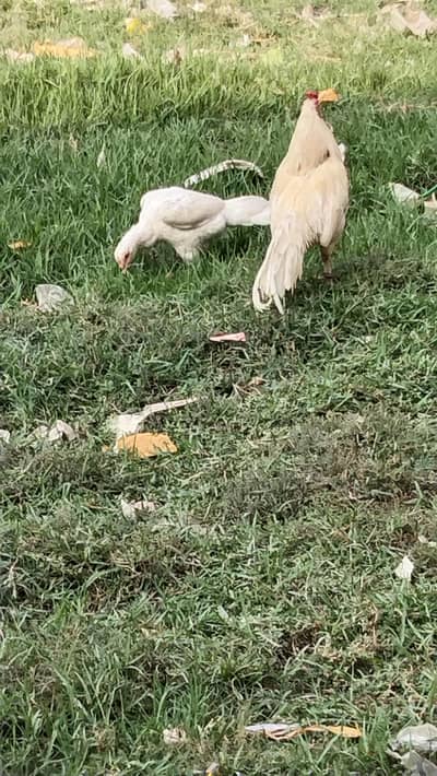 white Heera breedar pair for sel