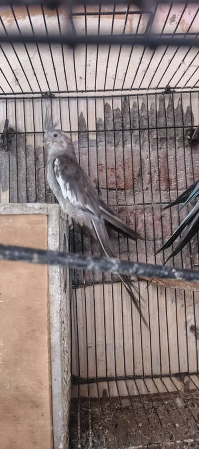 cocktail breeder pair with cage