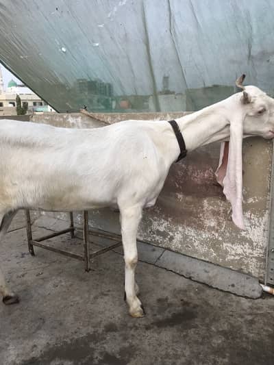 Gulabi goat