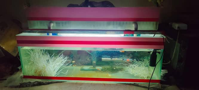 i need complete setup aquarium
