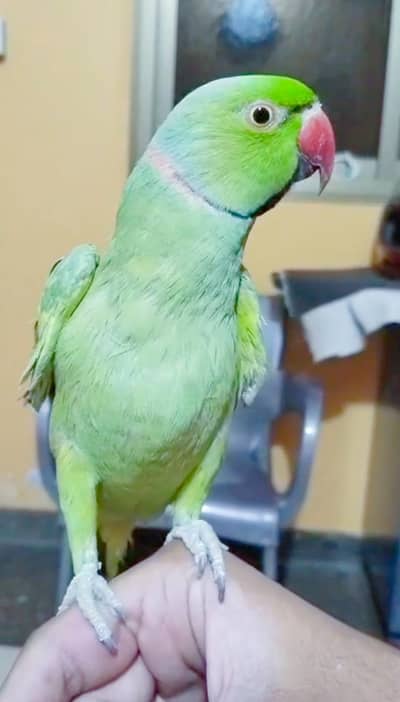 Ringneck tame and talking zero bite (Whatsapp : 03411125660)
