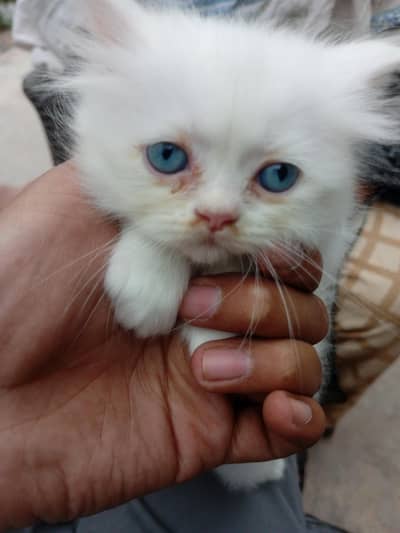 full white babi ha pucnh face