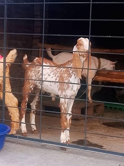 Makhi cheena Male#03274116585