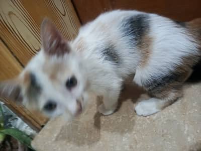 Cute Calico Kitten for free