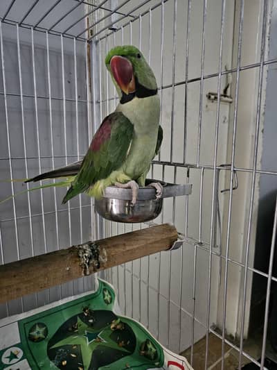 Hand Tamed playful Pahari tota