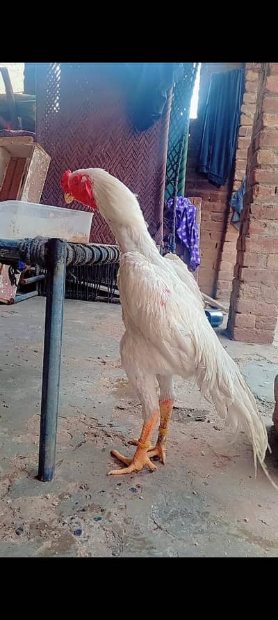 high quality white shamo pair available