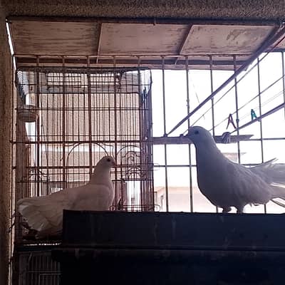 laka pigeon