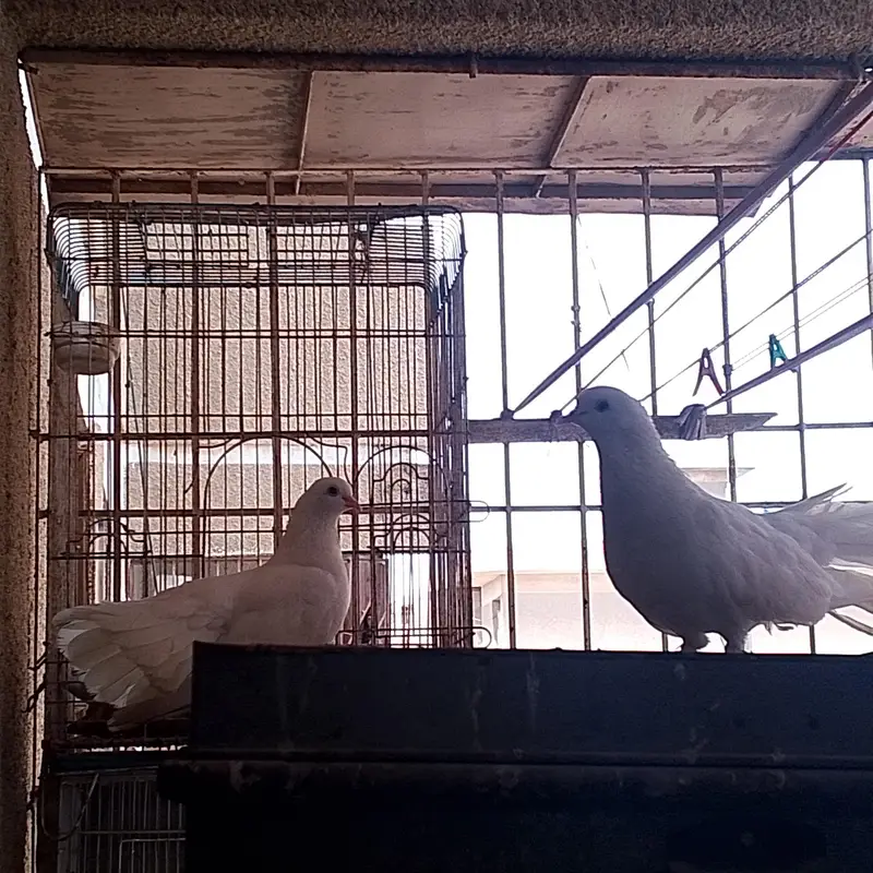 laka pigeon