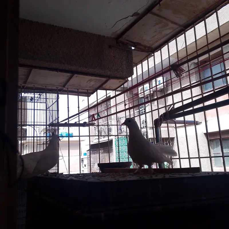 laka pigeon — photo 2