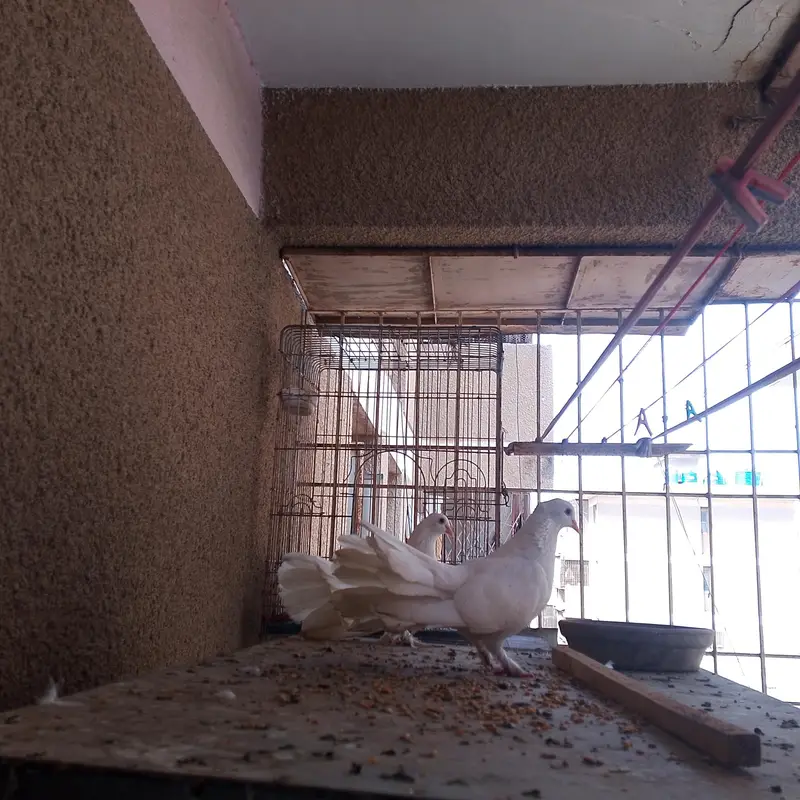 laka pigeon — photo 3