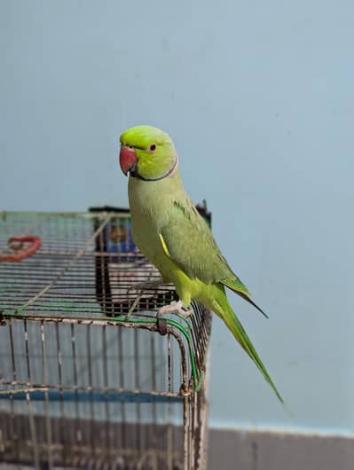 Green Ringneck