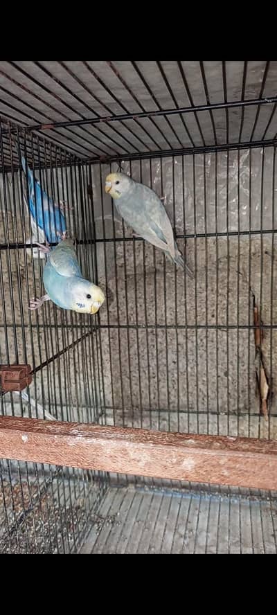 breeder pair