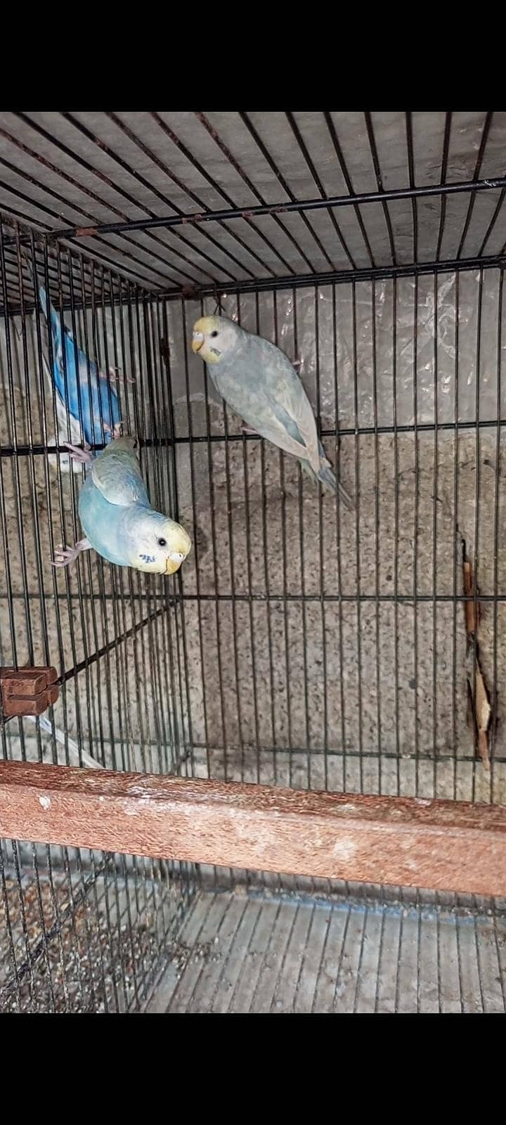 breeder pair 0