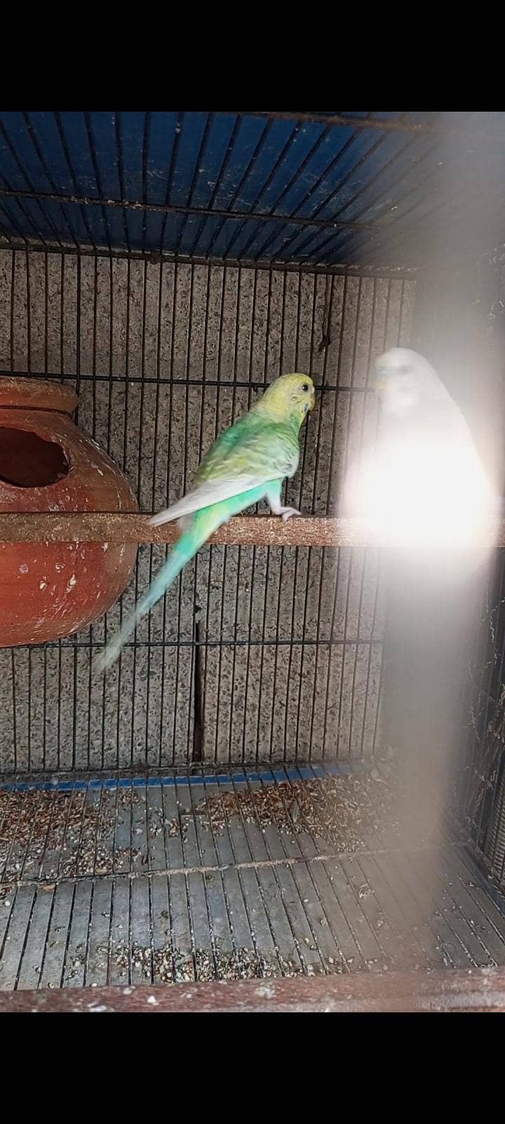 breeder pair 1