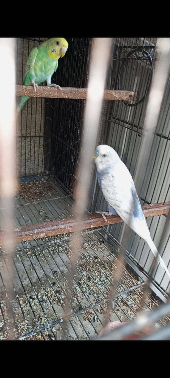 breeder pair 2