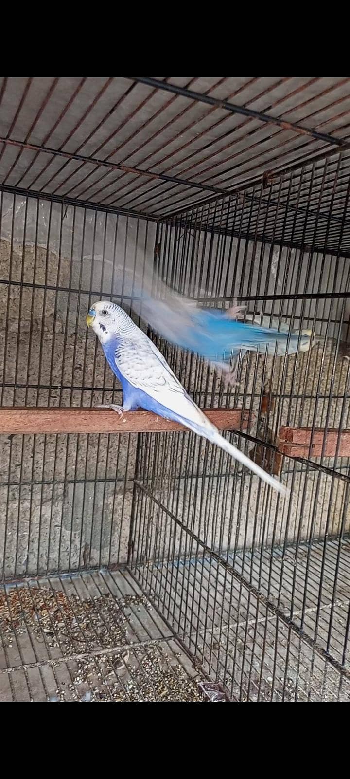 breeder pair 3