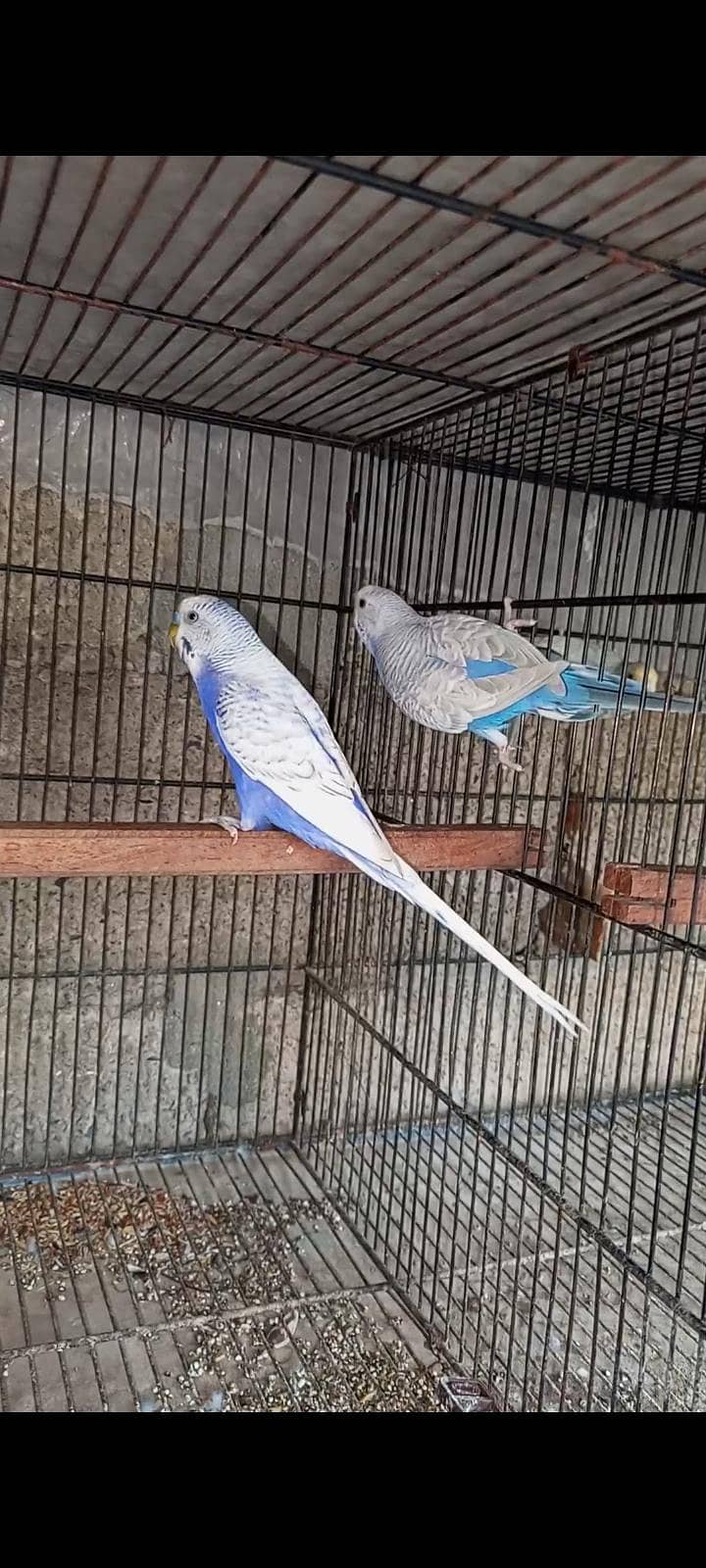 breeder pair 4