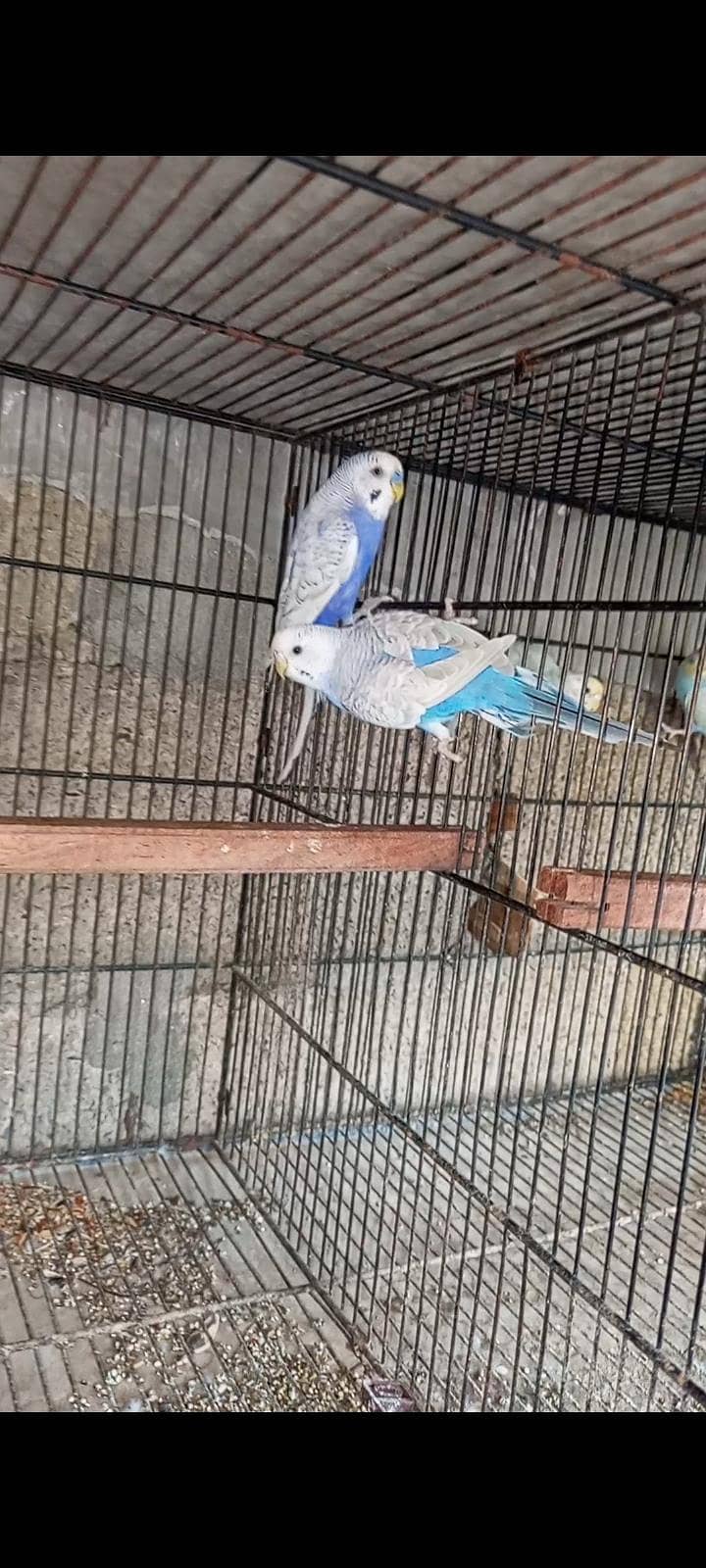 breeder pair 5