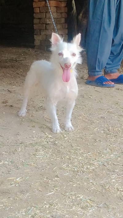 Russian Dogs  /pink nose female  / Russian female /
