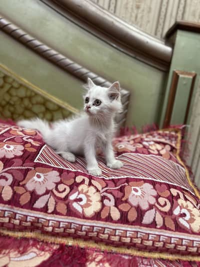 Persian female kitten/03247627801 WhatsApp/white kitten /triple coated