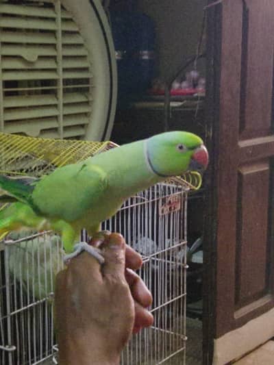 Talking Green parrots Pair for sale