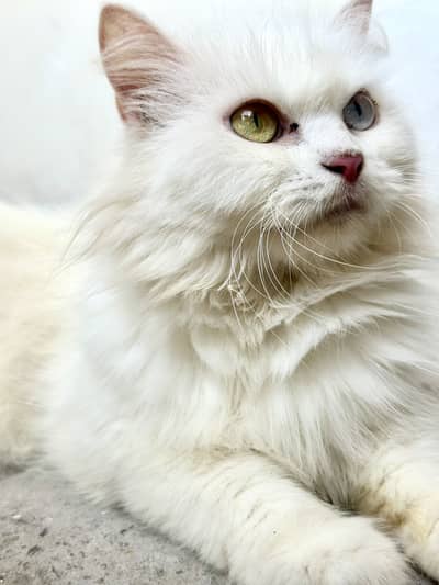 White Persian Cat