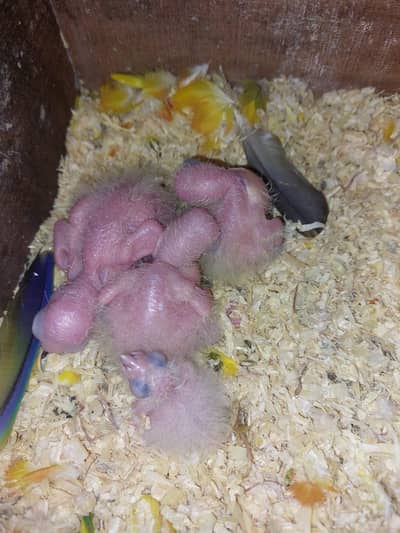 sun conure chicks