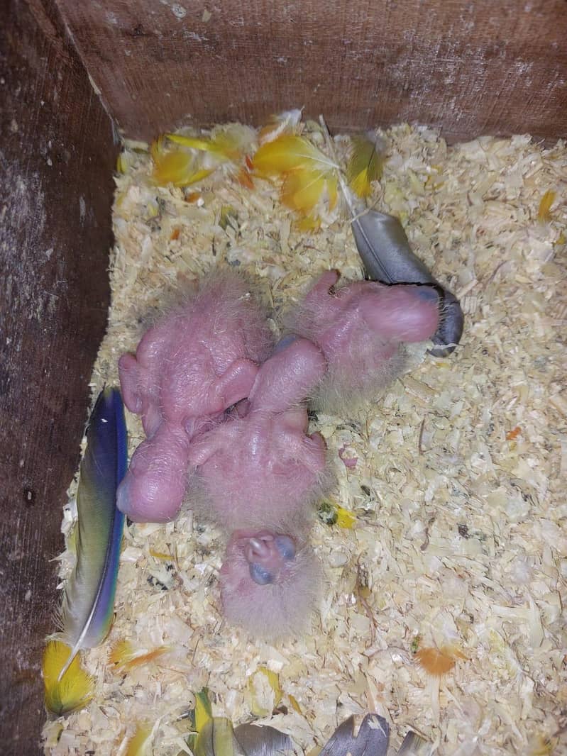 sun conure chicks 1