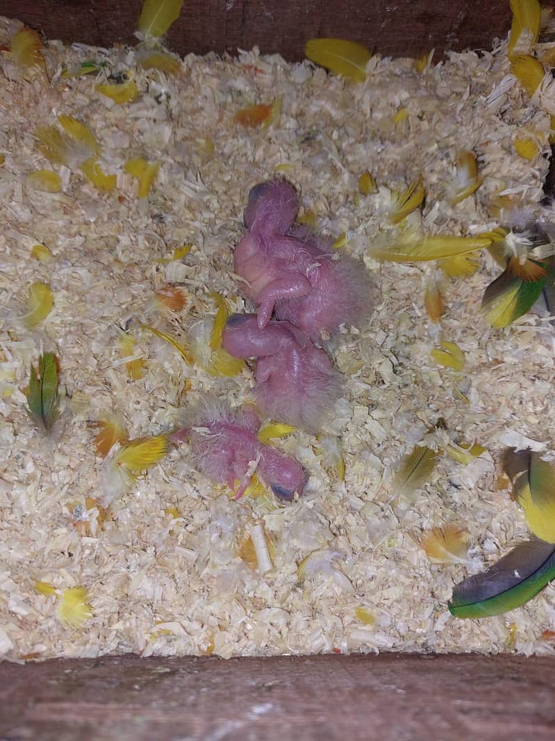 sun conure chicks 2
