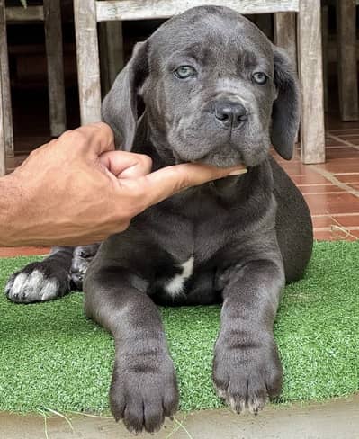CANE CORSO IMPORTED PUPPIES AVAILABLE IN PAKISTAN