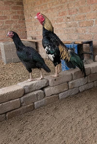 Aseel Mianwali Pair