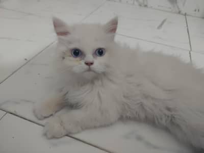 trained, vaccinated , playful original female Persian with blue eyes