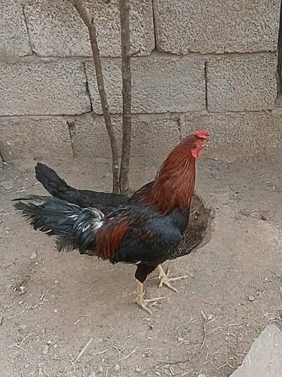 for sale