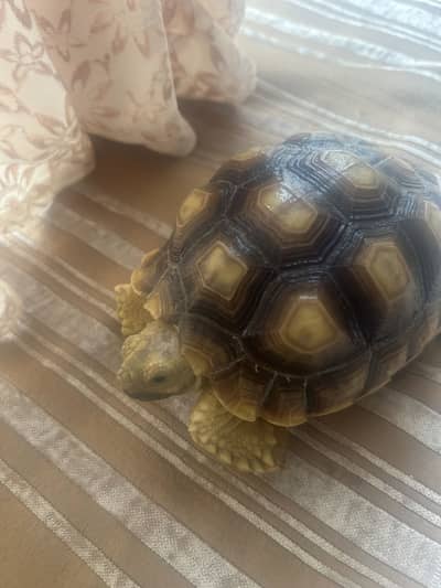 Sulcata Tortoise