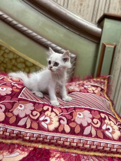 Persian female kitten,fluffy and cute