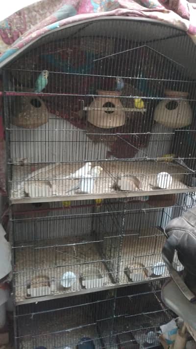 5 PORTION CAGE WITH BOX OPTION FOR SALE (only cage)