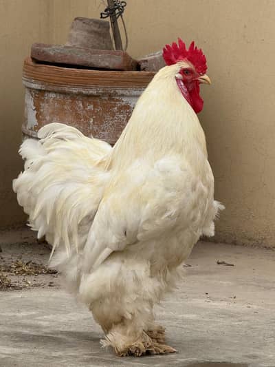 Full Size White Buff Murga