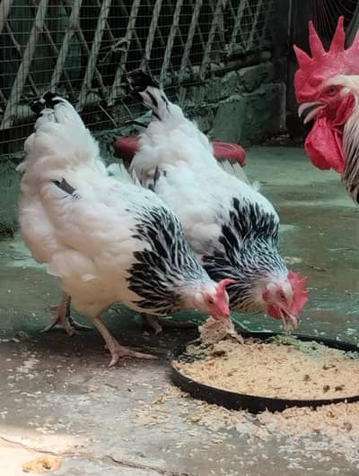 Light Sussex haritage trio for sale