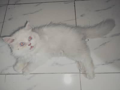 trained, vaccinated , playful original female Persian with blue eyes