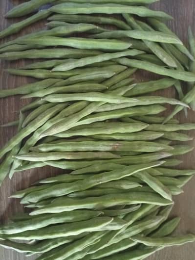 moringa pods / sohanjane ki phali