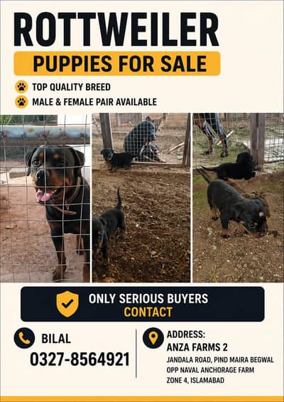 Rottweiler puppies available for sale  Top quality breed